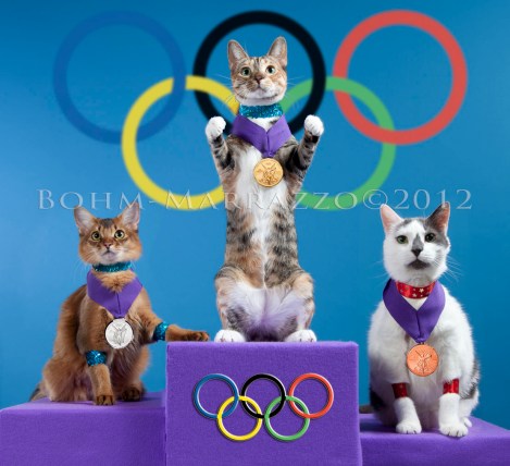 cat olympics