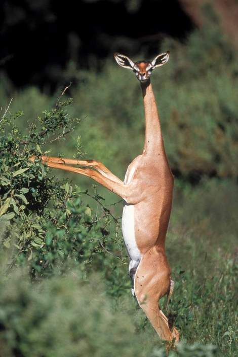 Gerenuk-1002